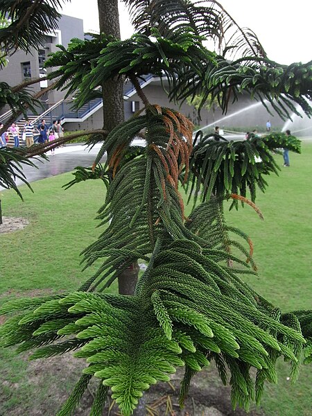 File:HK 中山紀念公園 Sun Yat Sen Memorial Park lawn 異葉南洋杉 Araucaria columnaris leaves April-2012.jpg