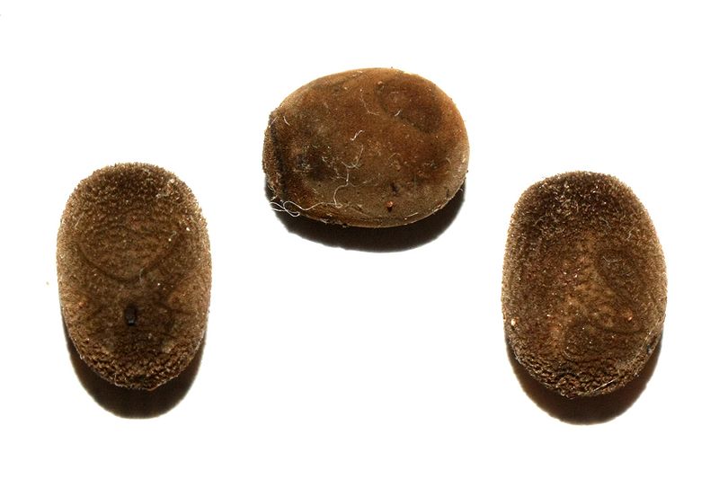 File:Haaniella dehaanii eggs.JPG