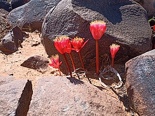 <i>Haemanthus barkerae</i> Species of flowering plant