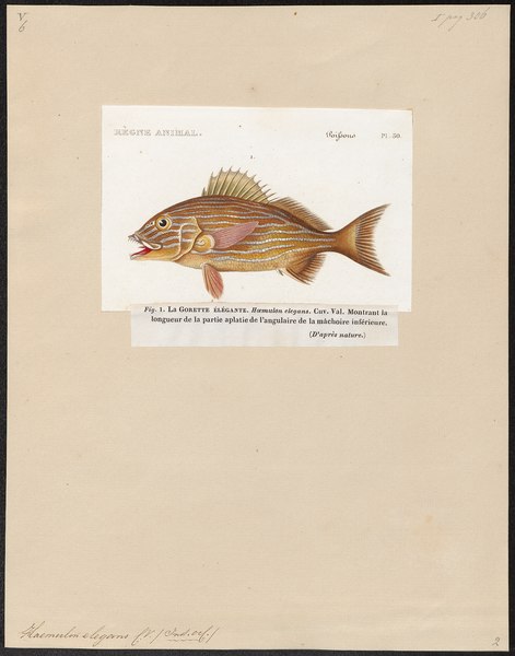 File:Haemulon elegans - 1817-1841 - Print - Iconographia Zoologica - Special Collections University of Amsterdam - UBA01 IZ13000153.tif