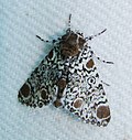 Thumbnail for File:Harrisimemna trisignata – Harris's Three-spot Moth.jpg