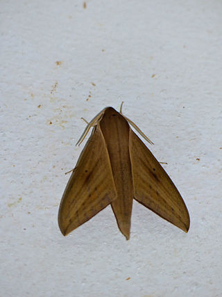 <i>Theretra rhesus</i> Species of moth