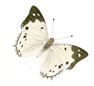 <i>Helcyra</i> Genus of brush-footed butterflies