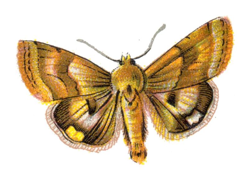 File:Heliothis dipsaceus par Nemos.jpg