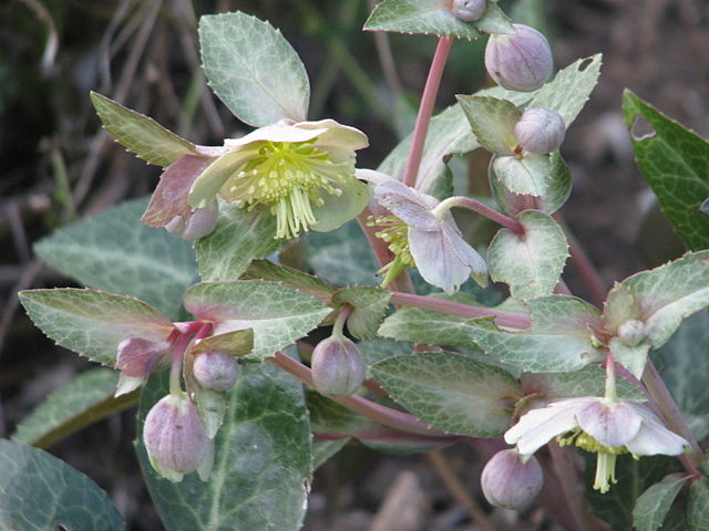 Description de l'image Helleborus lividus (23794254383).jpg.