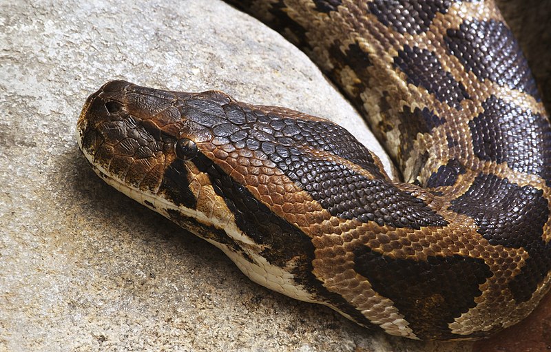 File:Heller Tigerpython Python molurus molurus.jpg