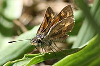 Hesperiidae (probably Taractrocera ina).jpg