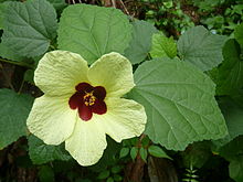 Hibiscus calyphyllus, blom en loof, Претория.jpg