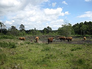 Eelmoor Marsh