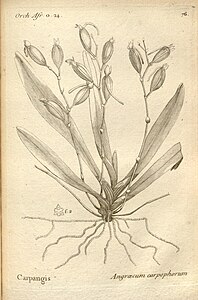 plate 76 Angraecum carpophorum Angraecum calceolus