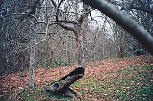 A century-old Wealthy apple tree in Piper Orchard, bent and hollow but still bearing fruit in 2013 Hollow apple tree.JPG