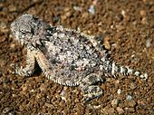 A living Phrynosoma, or horned lizard Horned lizard 032507 kdh.jpg