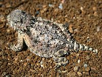 Horned lizard 032507 kdh.jpg