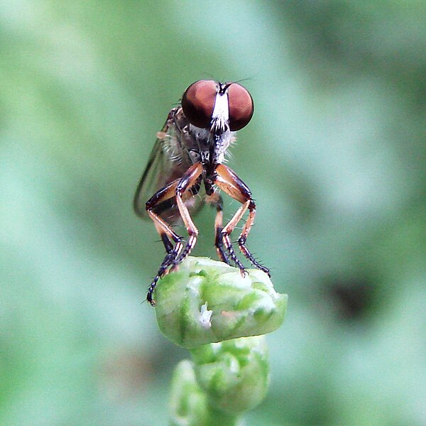 File:Hover fly at rest.jpg