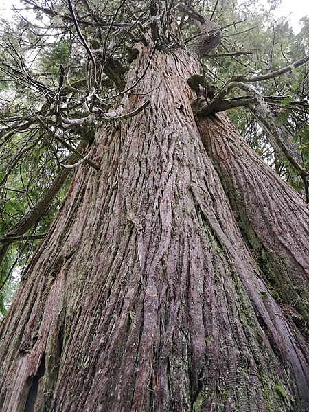 File:Huge ancient cedar (31914463318).jpg