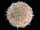 Lymphocyte B