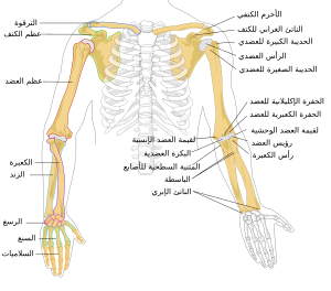 Human arm bones diagram-ar.svg