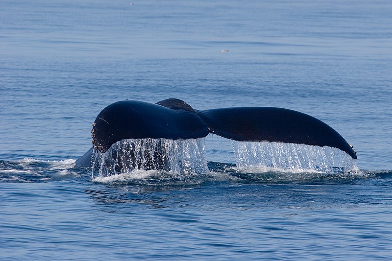 File:Humpback whale (1807553378).jpg