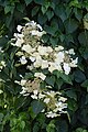 Hydrandea anomala (Hydrangeaceae)