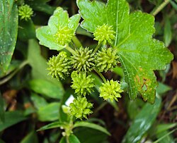 Hydrocotyle javanica