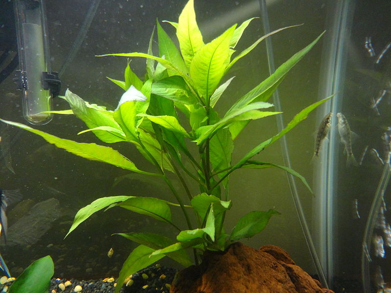 File:Hygrophila corymbosa.JPG