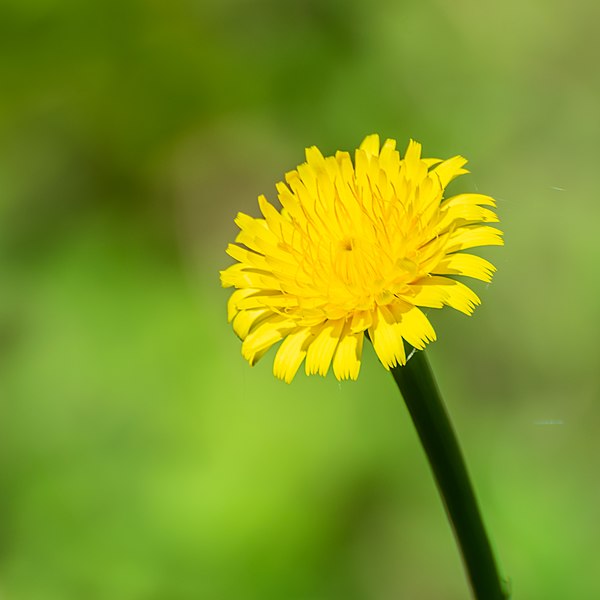 File:Hypochaeris radicata in Aveyron (4).jpg