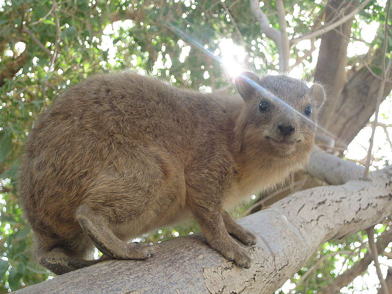 Hyrax (4067004704).jpg