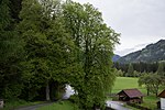 Summer linden (Tilia platyphyllos)