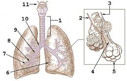 Illu bronhi lungs numerical labels.jpg