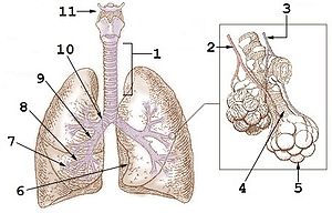 Pulmó: Anatomia i característiques, Fisiologia, Circulació pulmonar