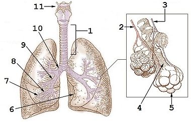 எம்விசிமா