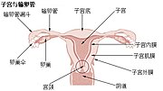 子宮內膜的缩略图