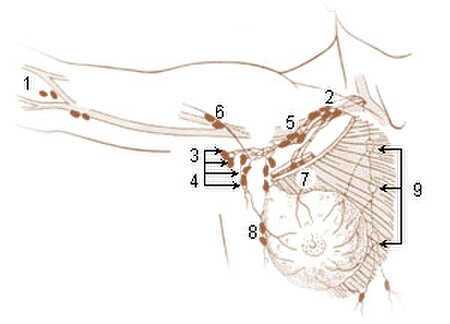 Illu lymph chain03.jpg