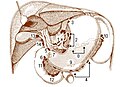 Visceral nodes of the abdominal cavity