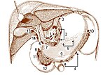 Miniatura para Arterias pancreaticoduodenales inferiores