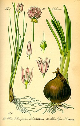 Laiškinis česnakas (Allium schoenoprasum)