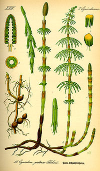 Illustration_Equisetum_pratense0.jpg