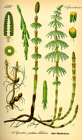 Equisetum pratense