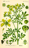 Illustration Ruta graveolens0.jpg