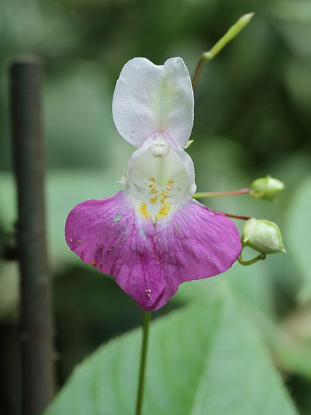 File:Impatiens 02.JPG