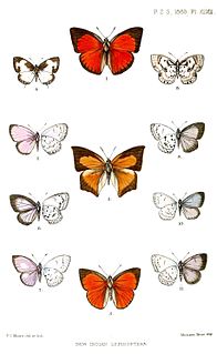 <i>Curetis saronis</i> Species of butterfly