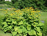 Inula britannica (Asteraceae) British yellowhead