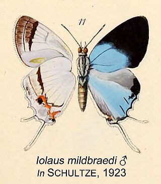 <i>Iolaus hemicyanus</i> Species of butterfly