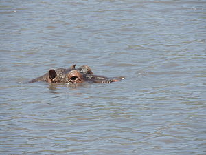 Hippopotamus Amphibius: Etimologia, Evoluzione e storia, Caratteristiche