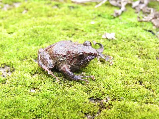 <i>Ischnocnema holti</i> Species of frog