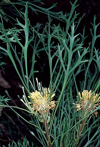 <i>Isopogon petiolaris</i> Species of shrub of the family Proteaceae from New South Wales and Queensland