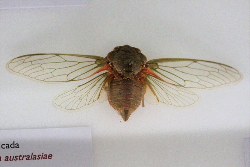 File:Iz - Cyclochila australasiae - 1.jpg