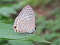 07:59, 24 ഡിസംബർ 2016-ലെ പതിപ്പിന്റെ ലഘുചിത്രം