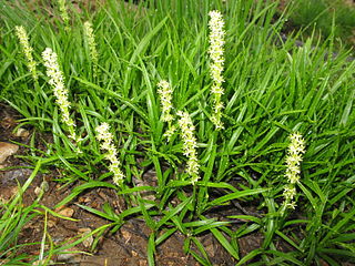 <i>Japonolirion</i> Genus of flowering plants