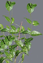 Miniatura para Jasminum nervosum